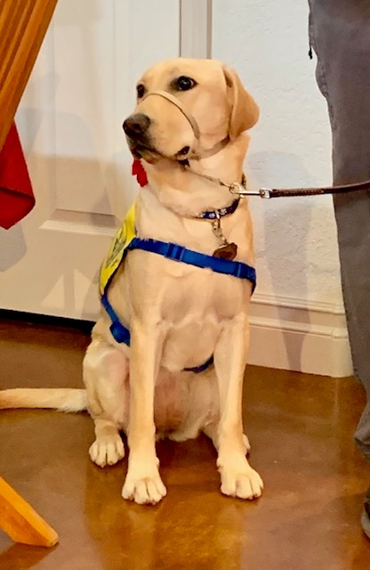 Leona V, service dog in training, poses for a shot.