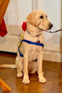 Leona V, service dog in training with Canine Companions for Independence.